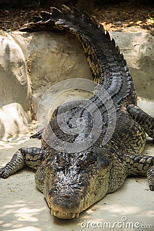 Sleeping crocodile Stock Photo