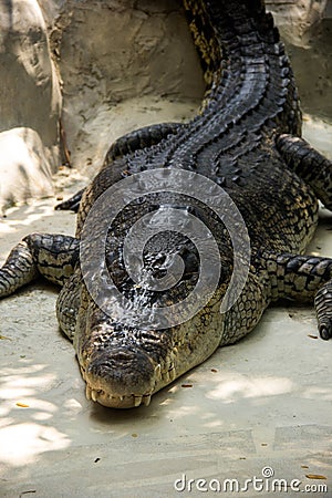 Sleeping crocodile Stock Photo