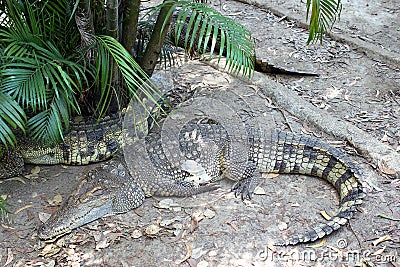 Sleeping crocodile Stock Photo