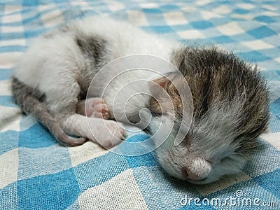 Sleeping Cute Baby Cat Stock Photo