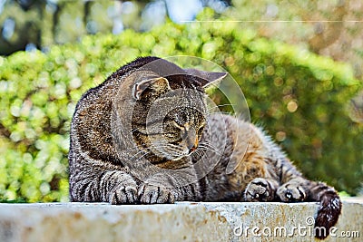 Sleeping cute brown tabby cat. Tabby cat lying outdoor. Gray street striped kitten outside Stock Photo