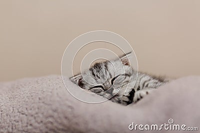 Sleeping cute gray kitten on the bed.Lop-eared Scottish cat Stock Photo