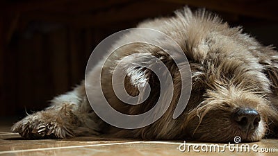 A Sleeping Dog Stock Photo