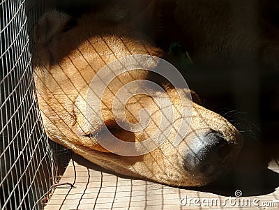 Sleeping dog in cage Stock Photo