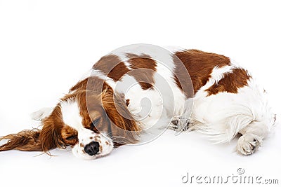 Sleeping dog. Dog sleeping in studio. White background. cavalier king charles spaniel sleep. Stock Photo