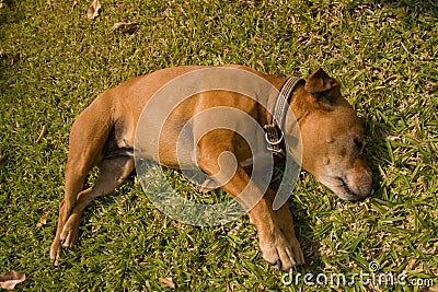 Sleeping dog on grass Stock Photo