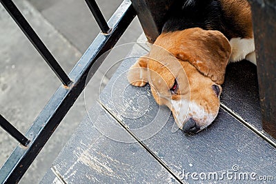 Sleeping dog with red swelling eyelid lining and eyes closed Stock Photo