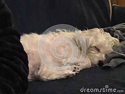 Sleeping Dog Stock Photo