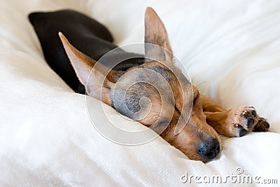 Sleeping doggy Stock Photo