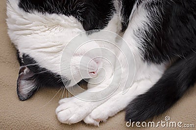 Sleeping Domestic Cat Stock Photo