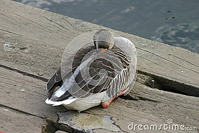 Sleeping Duck Stock Photo