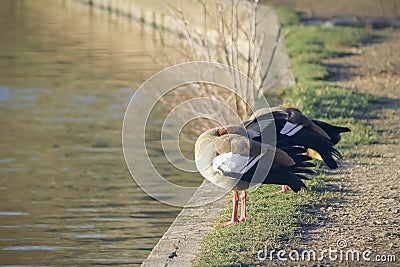 Egyptian Geese, Sleeping At Pondside Stock Photo