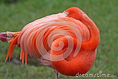 Sleeping Flamingo Stock Photo