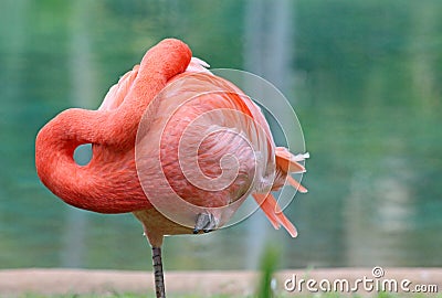 Sleeping flamingo Stock Photo