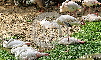 Sleeping flamingos 1 Stock Photo