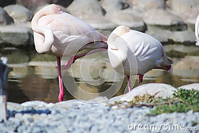 Sleeping Flamingos Stock Photo