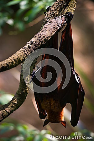 Sleeping flying fox hanging upside down from back side Stock Photo