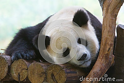 Sleeping Giant Panda Stock Photo