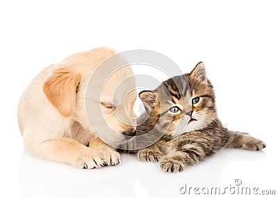 Sleeping golden retriever puppy dog and british cat together. is Stock Photo