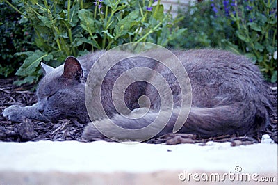 Sleeping gray cat Stock Photo