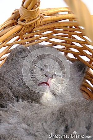 Sleeping gray and fluffy kitten basket. Stock Photo