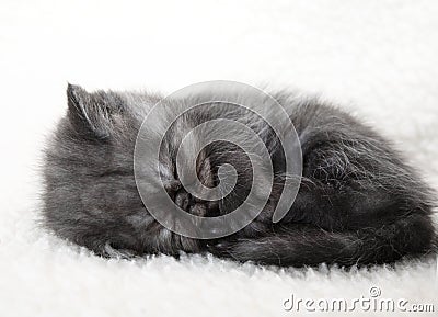 Sleeping gray kitten Stock Photo