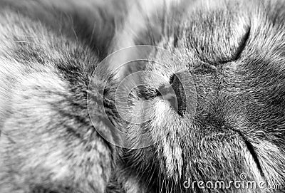 Sleeping Grey Cat in Closeup with Yellow Eyes Stock Photo