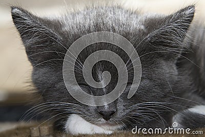 Sleeping Grey Kitten Stock Photo