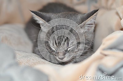 sleeping grey kitten in a bed Stock Photo