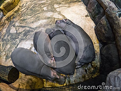 Sleeping hippos Stock Photo