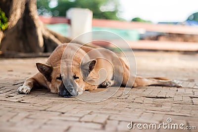 Sleeping Homeless Lonely Street Dog on the footpath Stock Photo