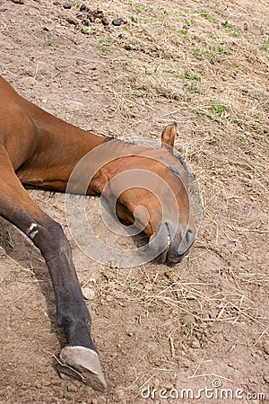 Sleeping horse Stock Photo