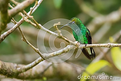 Sleeping hummingbird Stock Photo