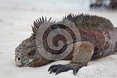 Sleeping Iguana on Beach Stock Photo
