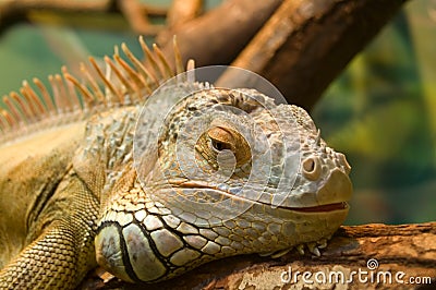 Sleeping iguana on a tree Stock Photo