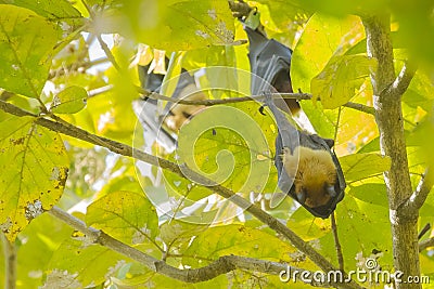 Sleeping Indian Flying Fox or Giant Fruit Bat Stock Photo