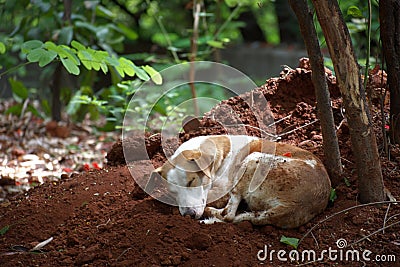 A sleeping Indian Pariah / Street Dog Stock Photo