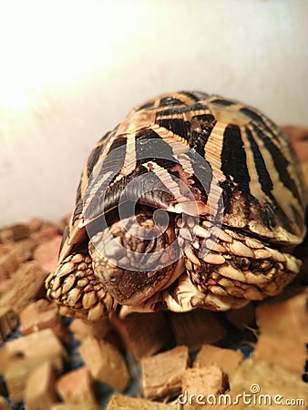 Sleeping Indian Star Tortoise Stock Photo