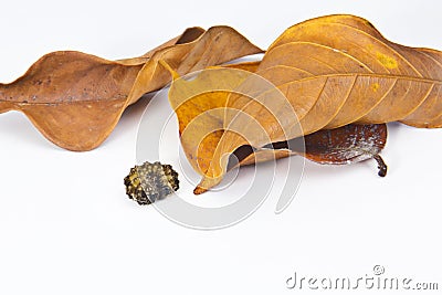 Sleeping insect with the leaf Stock Photo