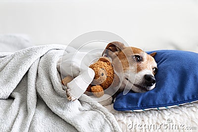 Sleeping jack russel terrier puppy Stock Photo
