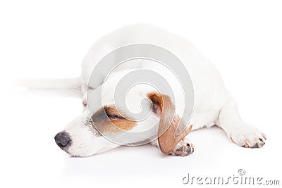 Sleeping Jack Russell terrier Stock Photo
