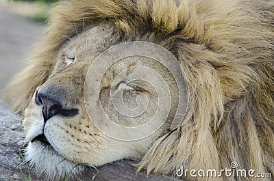 Sleeping king of animals Stock Photo