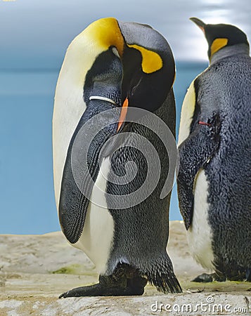 Sleeping king penguin Stock Photo