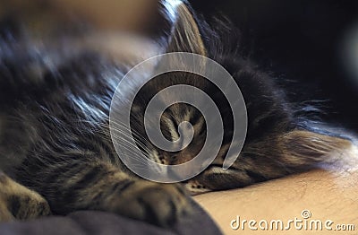 Sleeping Kitten Stock Photo