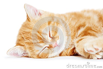 Sleeping kitten cat Stock Photo
