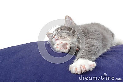 Sleeping kitten on cushion Stock Photo