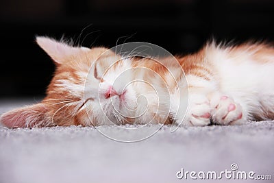 Sleeping kitten Stock Photo