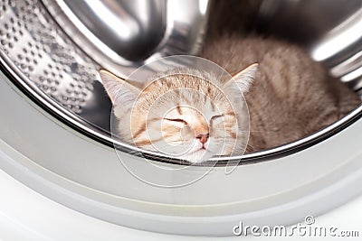 Sleeping kitten inside laundry washer Stock Photo