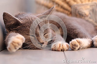 Sleeping kitten Stock Photo