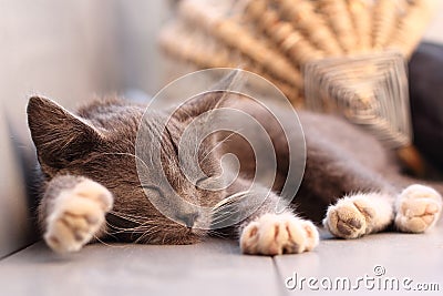 Sleeping kitten Stock Photo